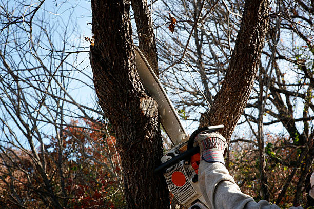 How Our Tree Care Process Works  in  Linden, TX