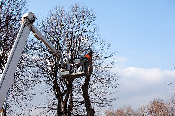 Best Root Management and Removal  in Linden, TX